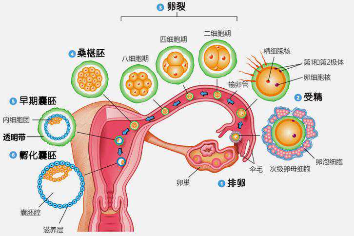 代怀之家,代生价格明细,有子宫肌瘤可以做试管 女性有子宫肌瘤可以做试管婴儿吗